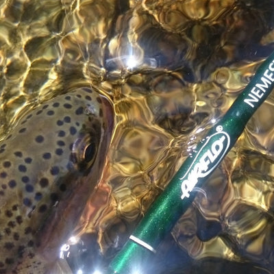 Oldie but a Goodie: Flyfishing Reports from 2018